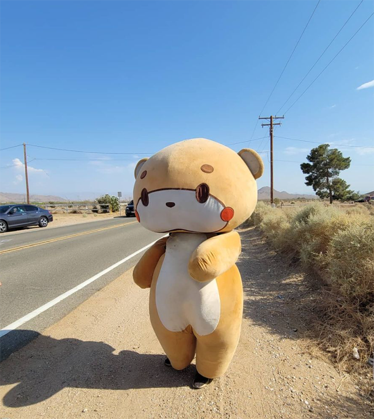 Walking teddy store bear